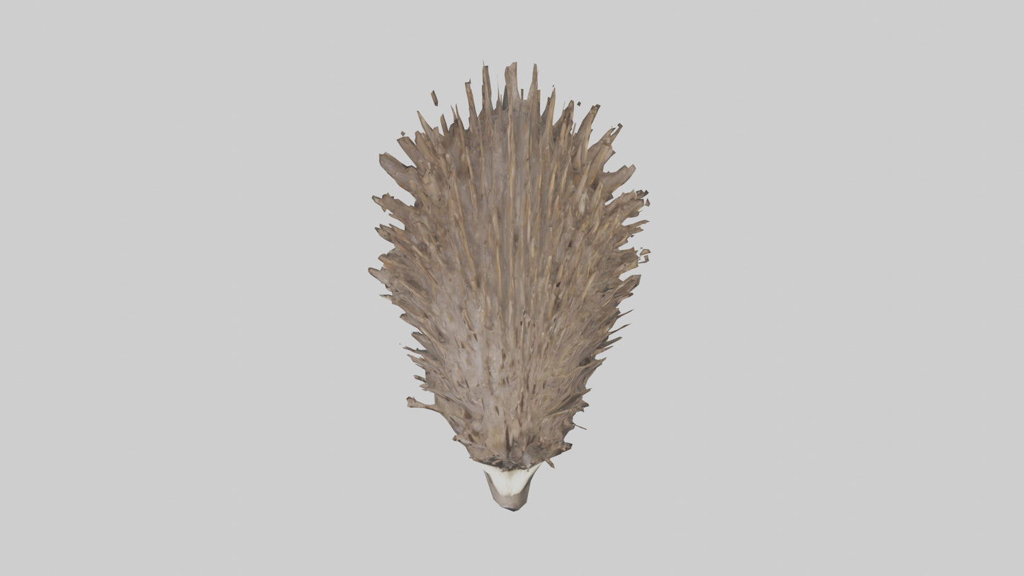 3D model Porcupine defending model VR / AR / low-poly