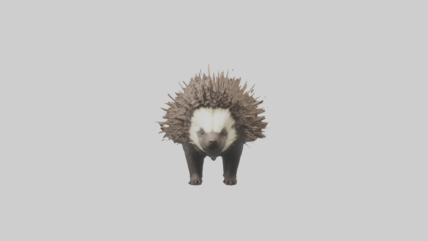 3D model Porcupine defending model VR / AR / low-poly