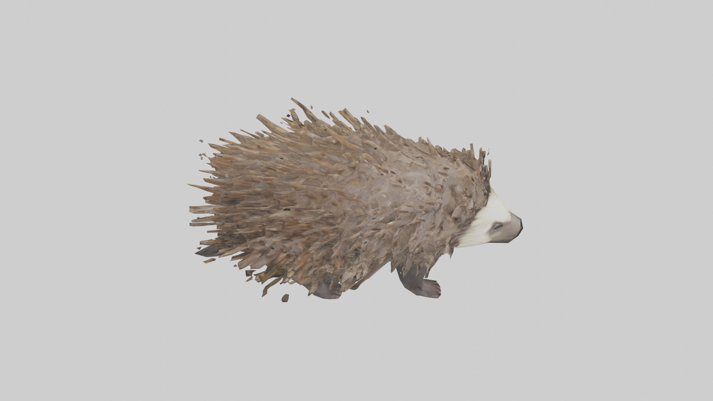 3D model Porcupine defending model VR / AR / low-poly