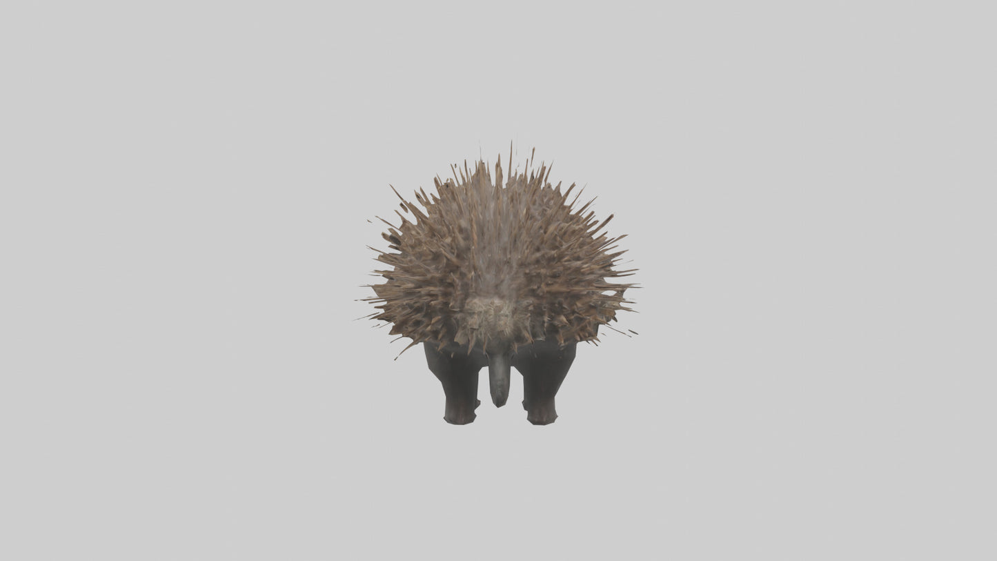 3D model Porcupine defending model VR / AR / low-poly