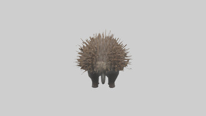 3D model Porcupine defending model VR / AR / low-poly