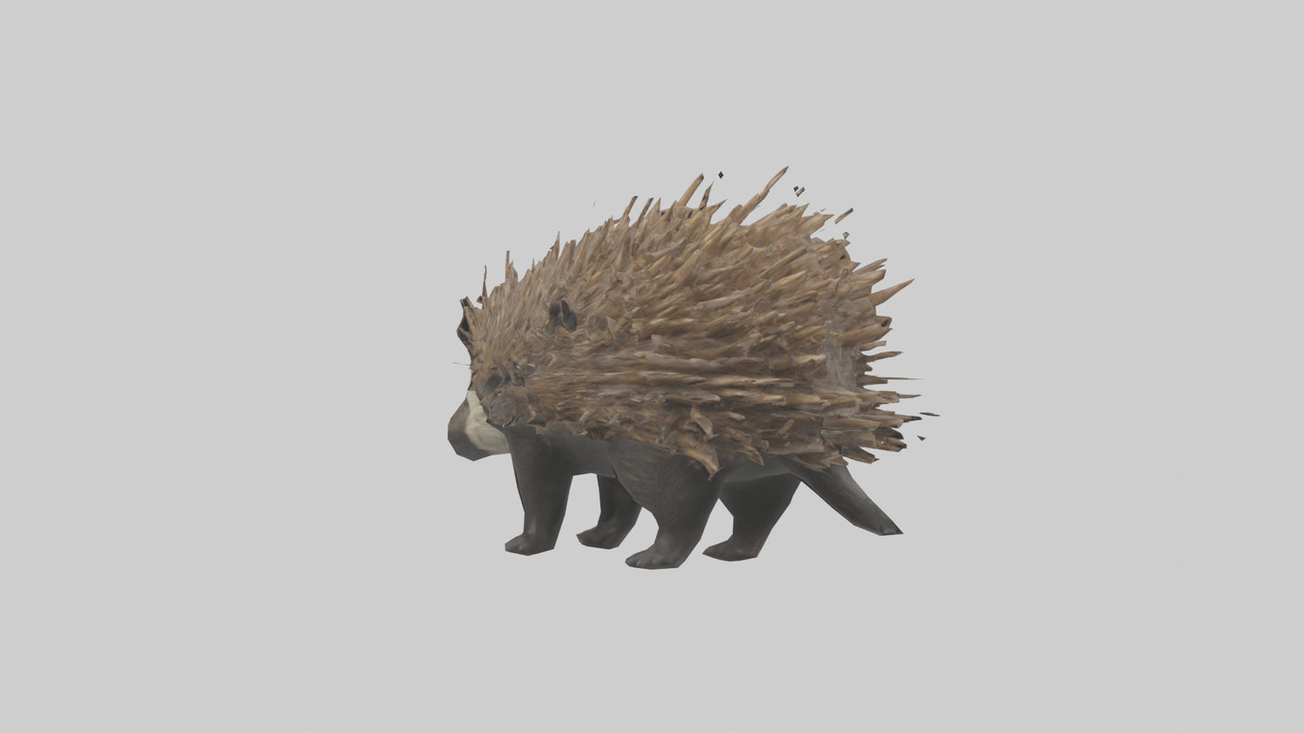 3D model Porcupine defending model VR / AR / low-poly