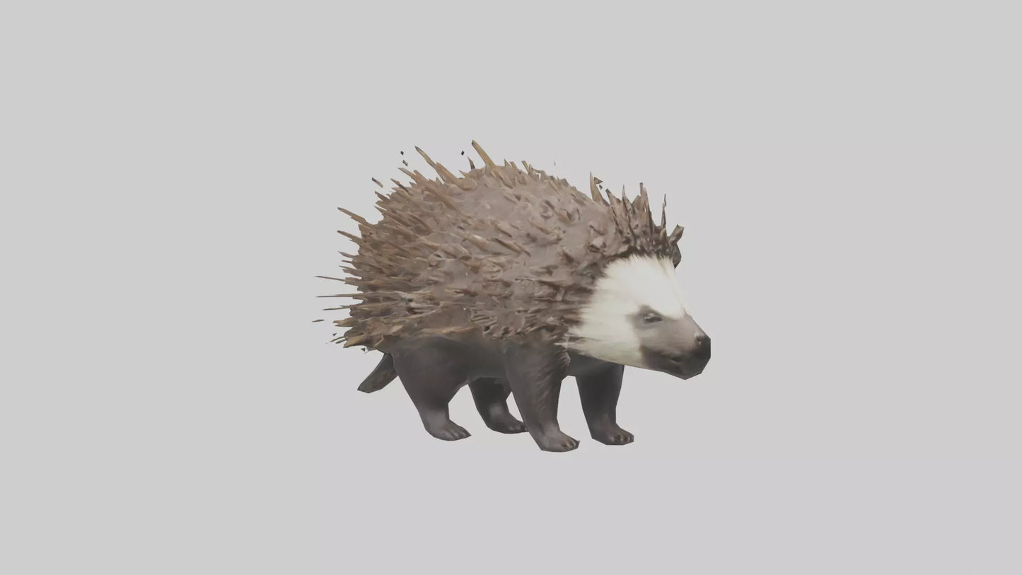 3D model Porcupine defending model VR / AR / low-poly