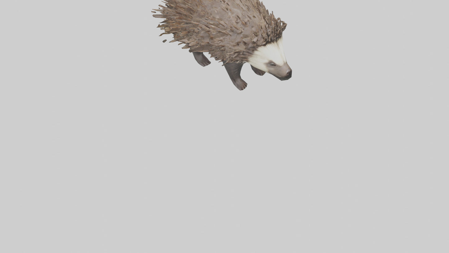 3D model Porcupine defending model VR / AR / low-poly