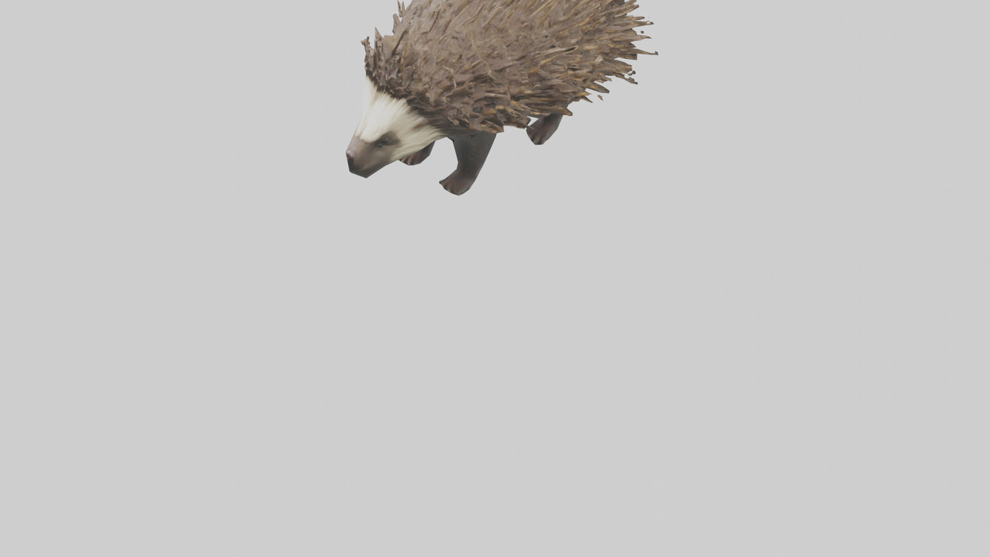 3D model Porcupine defending model VR / AR / low-poly