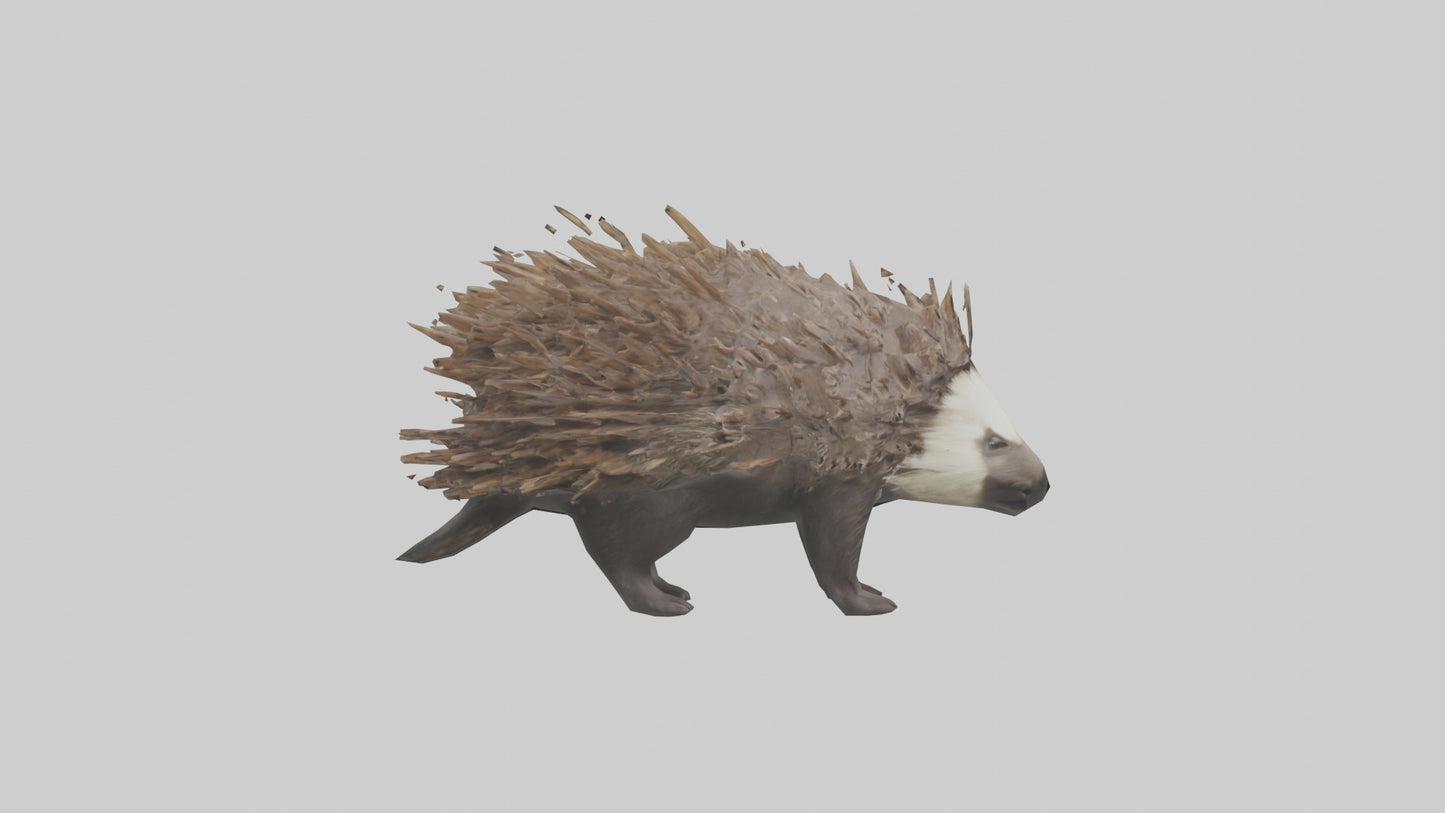 3D model Porcupine defending model VR / AR / low-poly