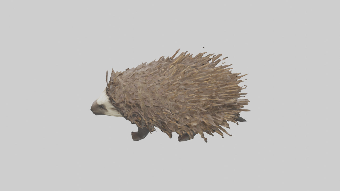 3D model Porcupine defending model VR / AR / low-poly