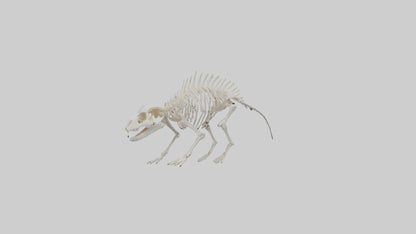 3D model Porcupine Skeleton model VR / AR / low-poly