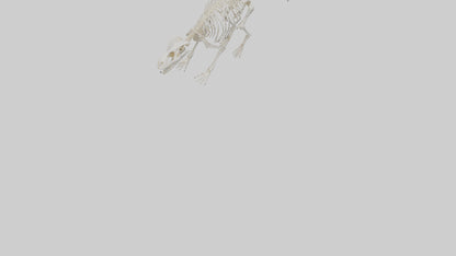 3D model Porcupine Skeleton model VR / AR / low-poly