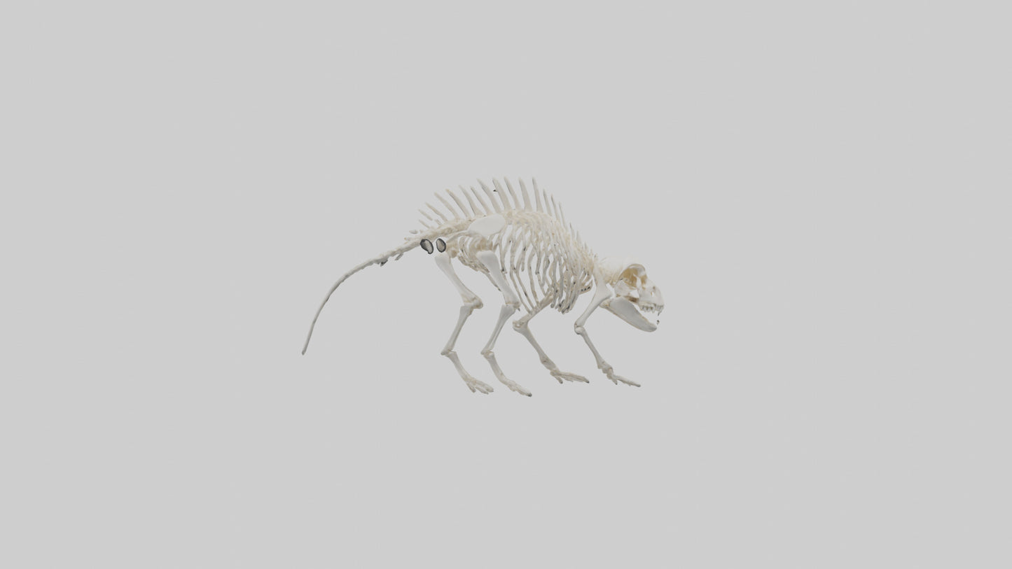3D model Porcupine Skeleton model VR / AR / low-poly