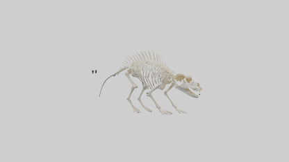 3D model Porcupine Skeleton model VR / AR / low-poly