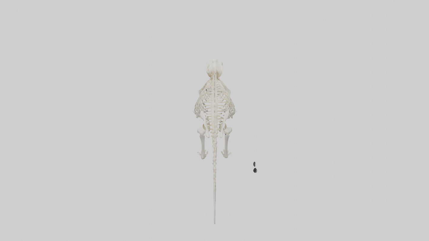 3D model Porcupine Skeleton model VR / AR / low-poly