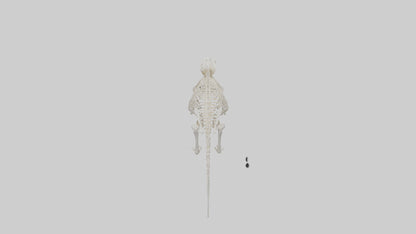 3D model Porcupine Skeleton model VR / AR / low-poly