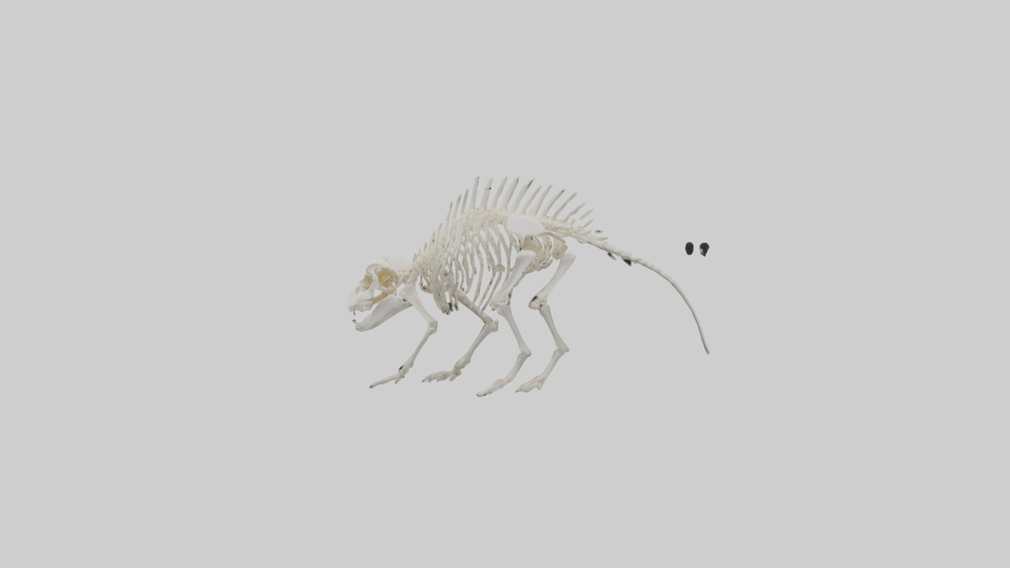 3D model Porcupine Skeleton model VR / AR / low-poly