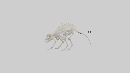 3D model Porcupine Skeleton model VR / AR / low-poly