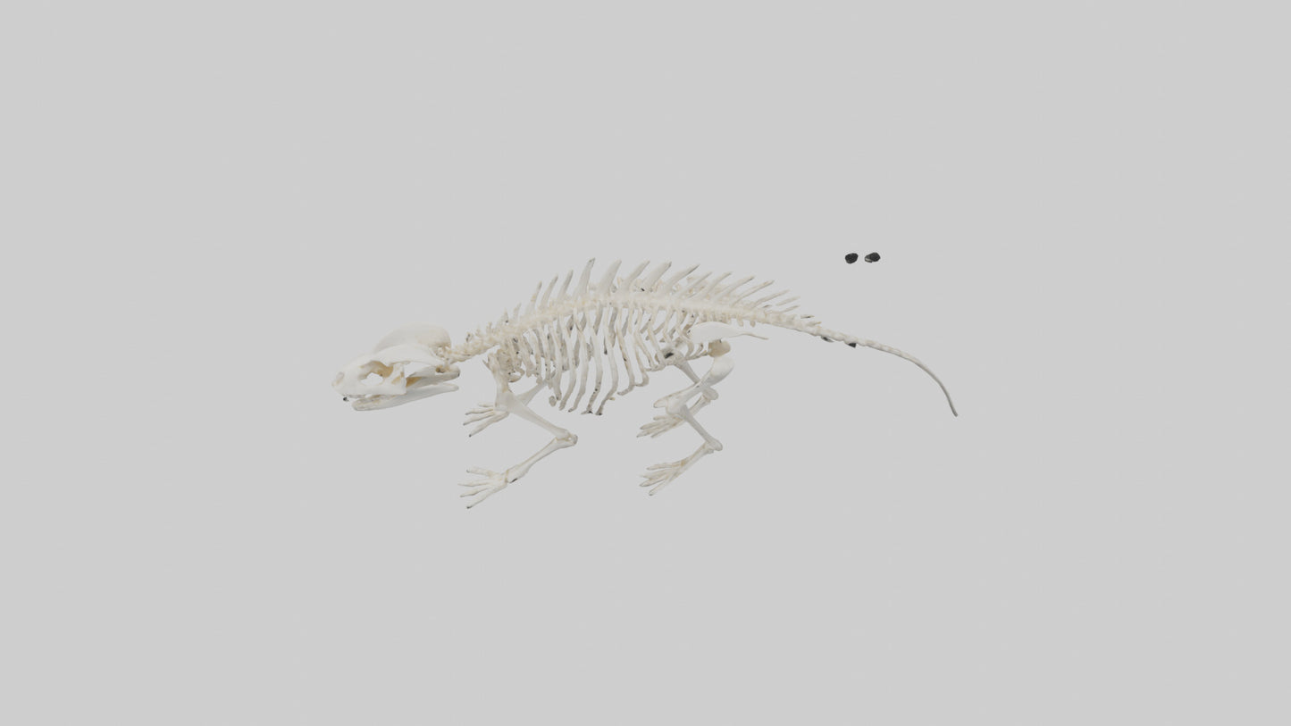 3D model Porcupine Skeleton model VR / AR / low-poly
