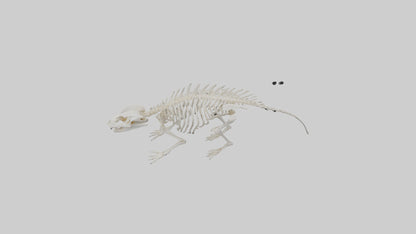 3D model Porcupine Skeleton model VR / AR / low-poly