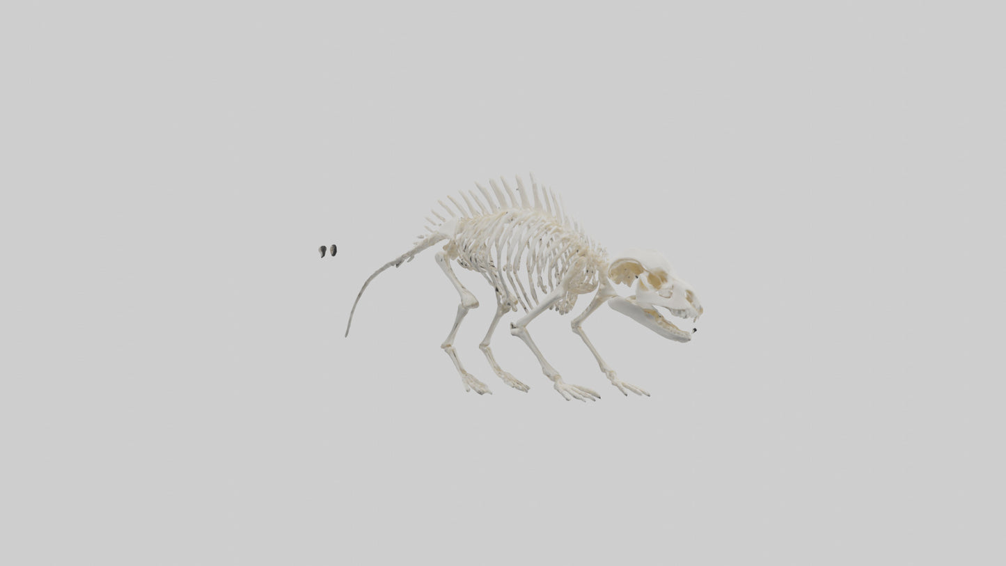 3D model Porcupine Skeleton model VR / AR / low-poly