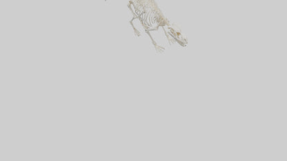 3D model Porcupine Skeleton model VR / AR / low-poly
