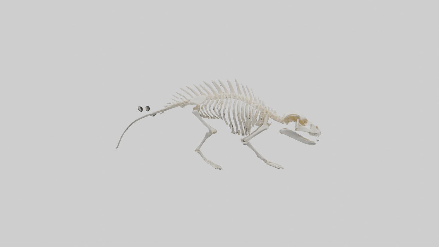 3D model Porcupine Skeleton model VR / AR / low-poly