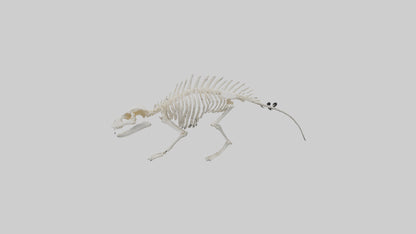 3D model Porcupine Skeleton model VR / AR / low-poly