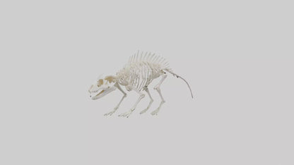 3D model Porcupine Skeleton model VR / AR / low-poly