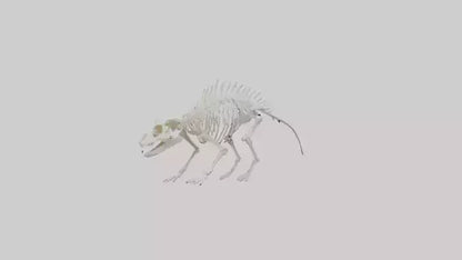 3D model Porcupine Skeleton model VR / AR / low-poly