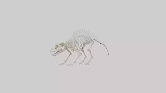 3D model Porcupine Skeleton model VR / AR / low-poly