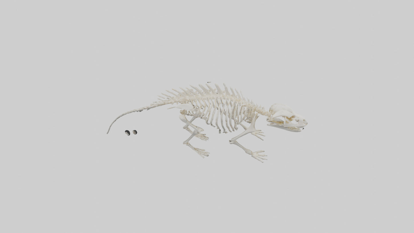 3D model Porcupine Skeleton model VR / AR / low-poly