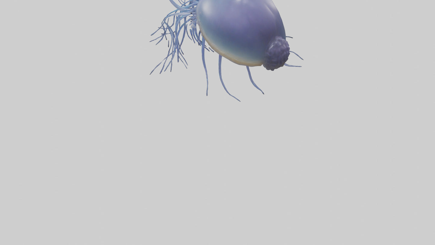 3D model Portuguese Man O War floating model VR / AR / low-poly