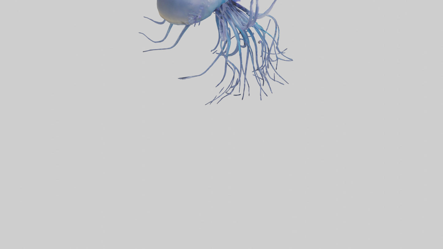 3D model Portuguese Man O War floating model VR / AR / low-poly