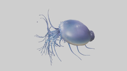3D model Portuguese Man O War floating model VR / AR / low-poly