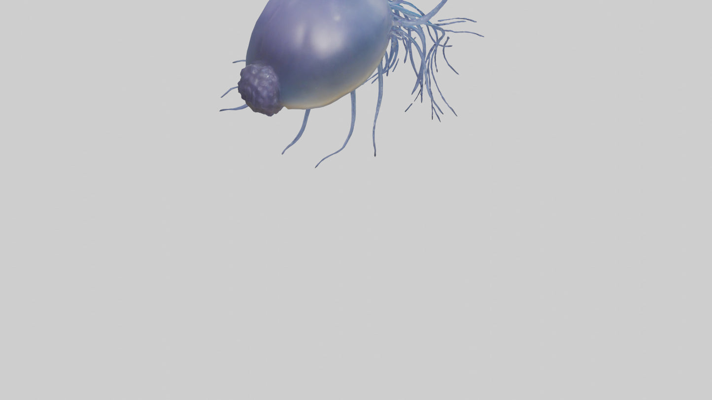 3D model Portuguese Man O War floating model VR / AR / low-poly