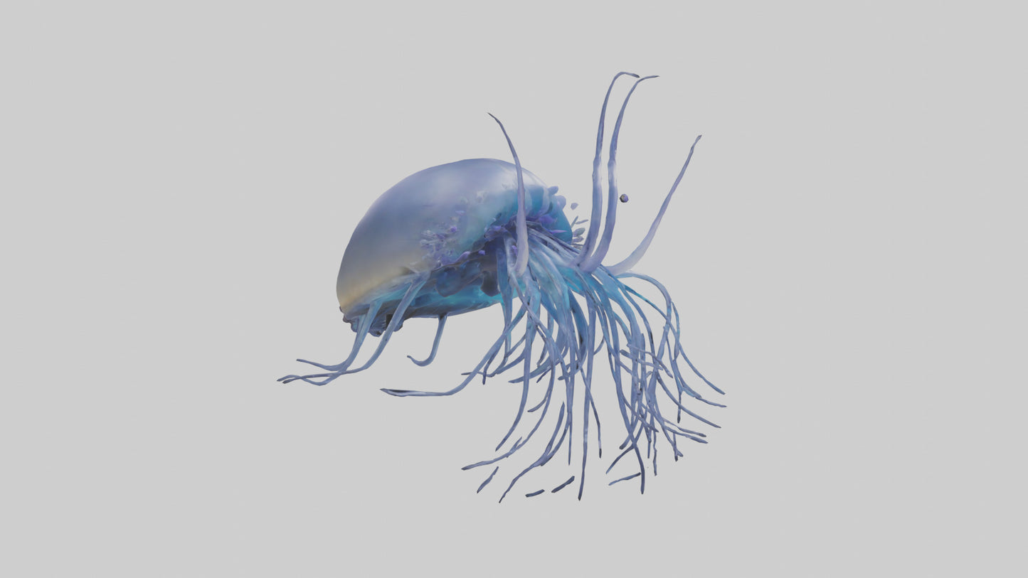 3D model Portuguese Man O War floating model VR / AR / low-poly