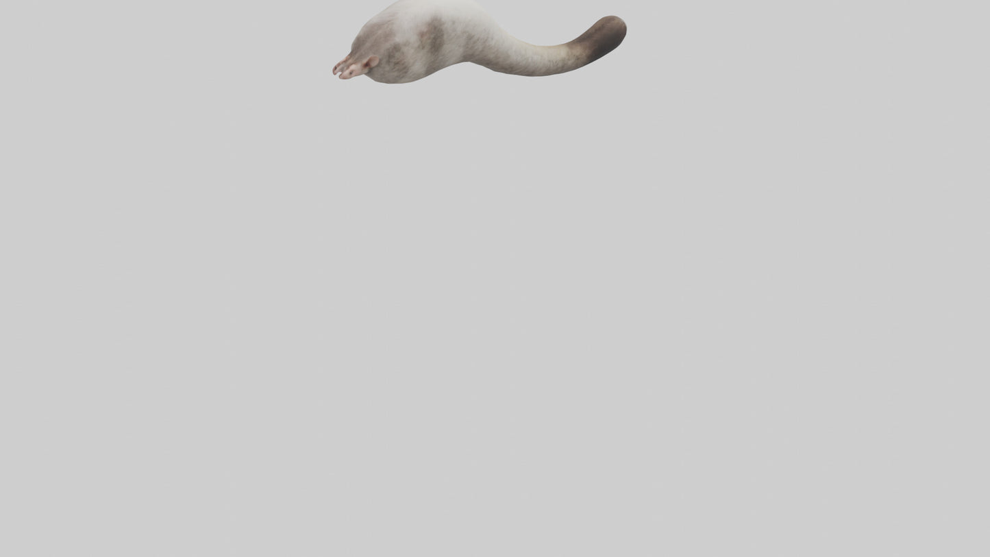 3D model Possum Tail Model VR / AR / low-poly