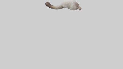 3D model Possum Tail Model VR / AR / low-poly