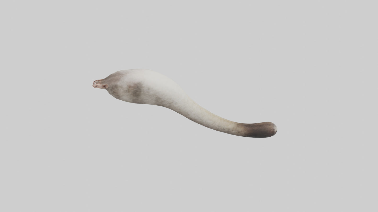 3D model Possum Tail Model VR / AR / low-poly