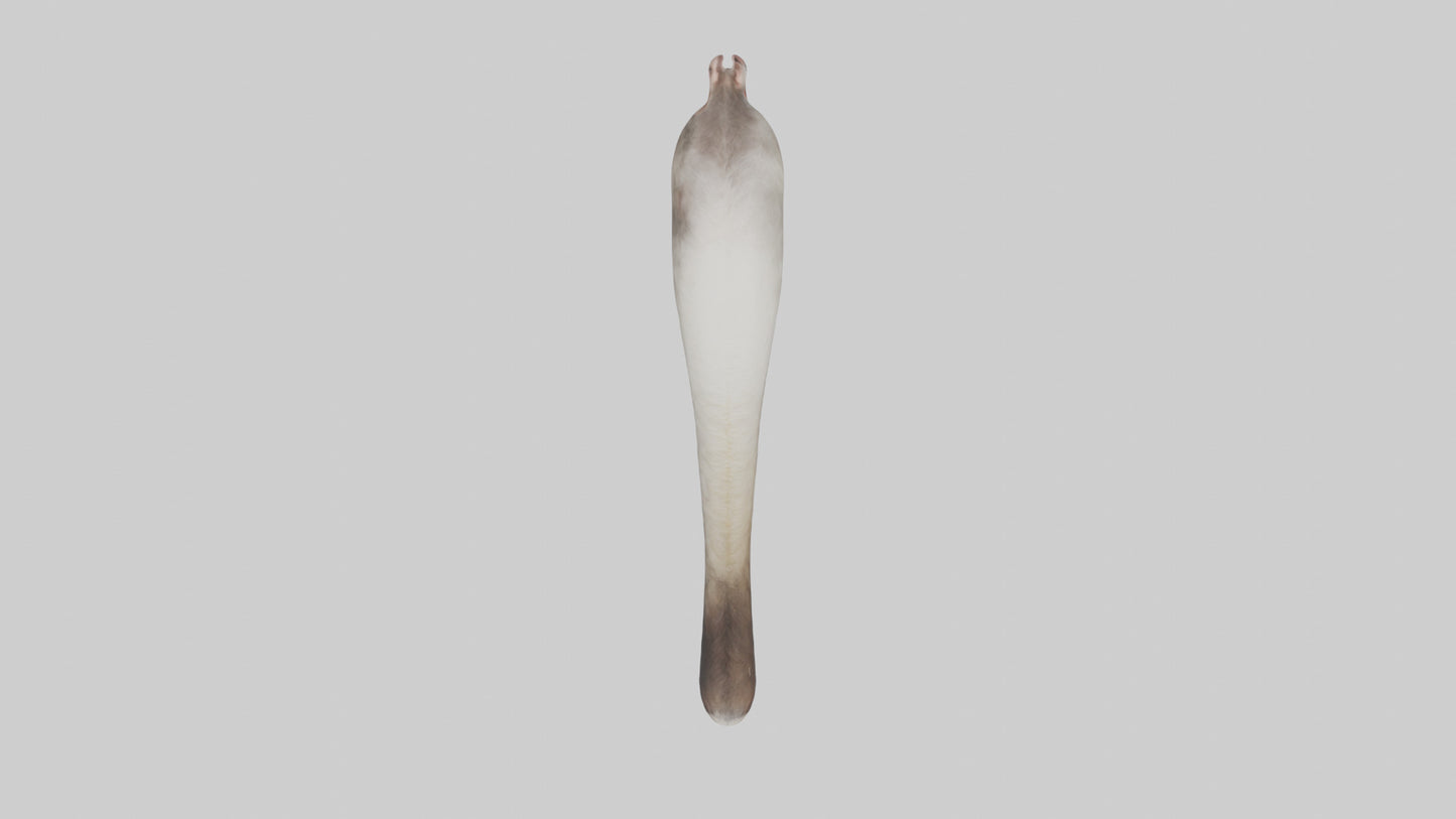 3D model Possum Tail Model VR / AR / low-poly