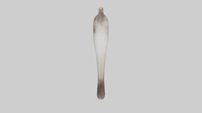 3D model Possum Tail Model VR / AR / low-poly