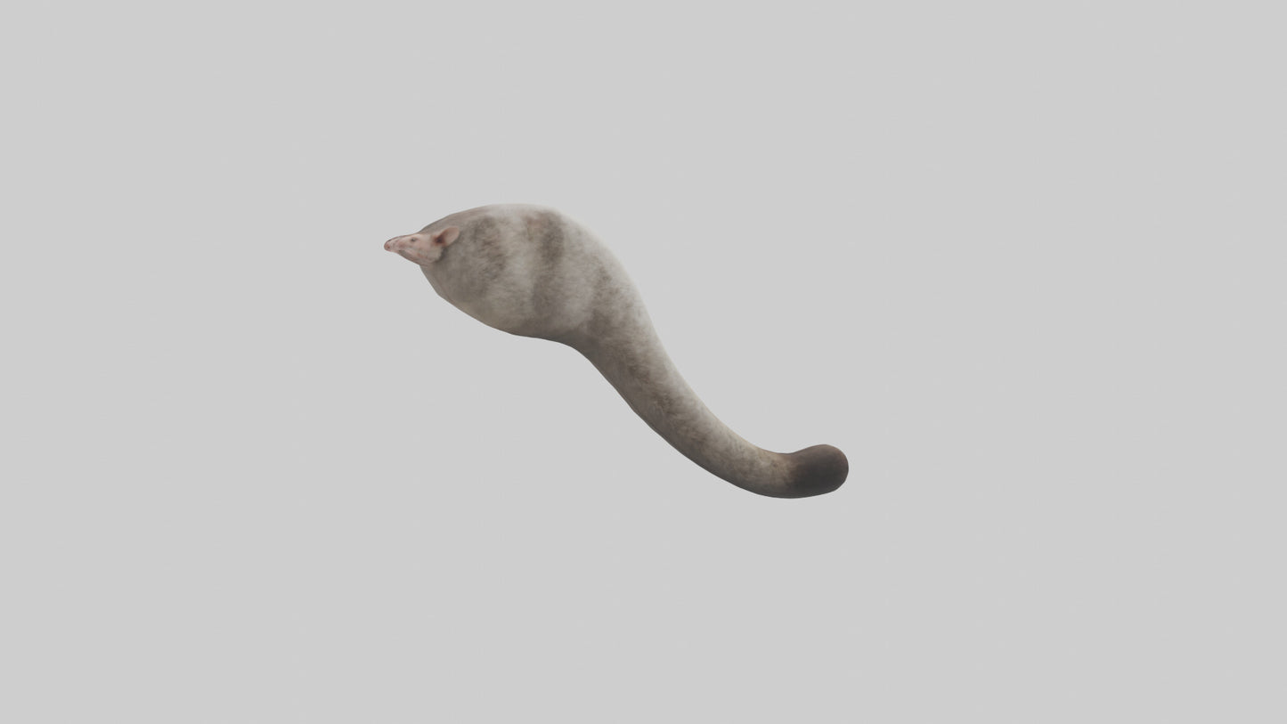3D model Possum Tail Model VR / AR / low-poly