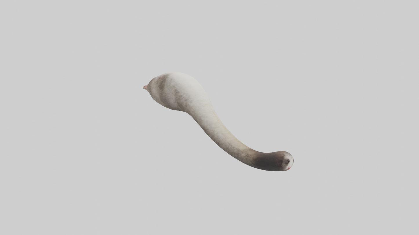 3D model Possum Tail Model VR / AR / low-poly