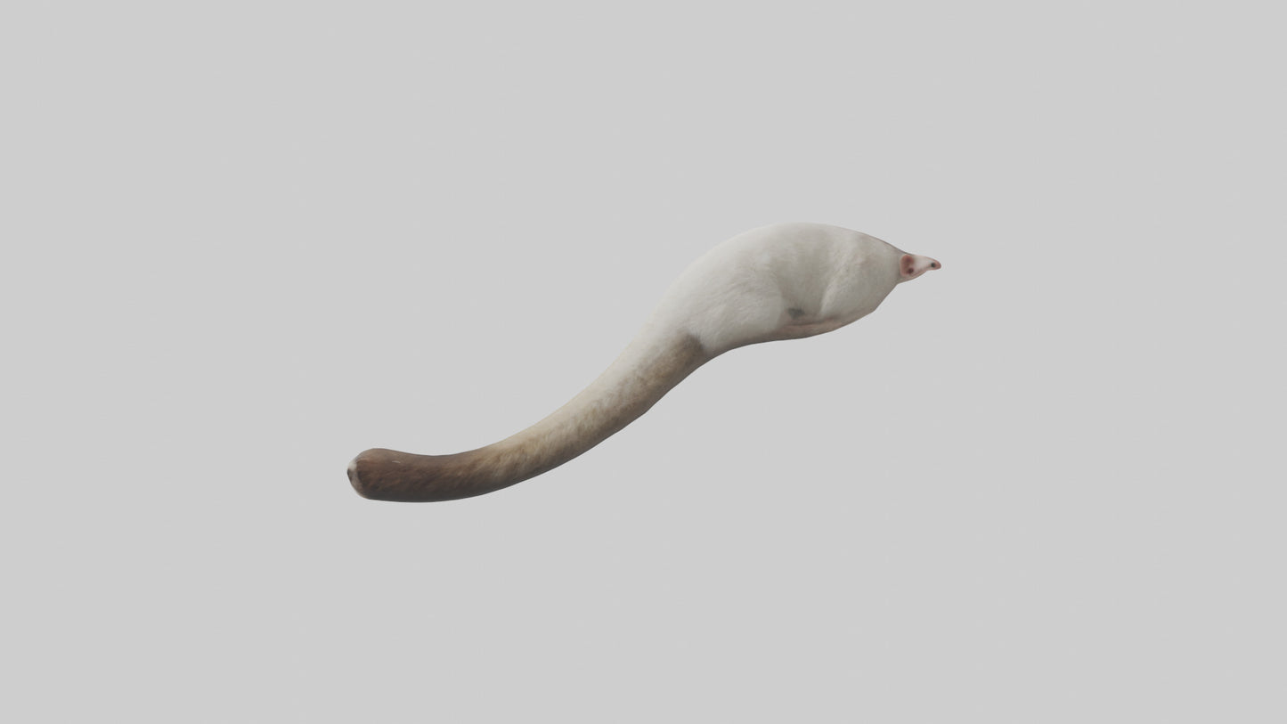 3D model Possum Tail Model VR / AR / low-poly