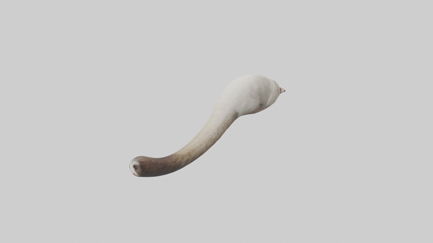 3D model Possum Tail Model VR / AR / low-poly
