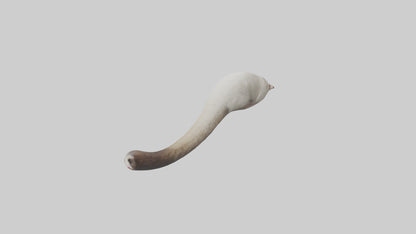 3D model Possum Tail Model VR / AR / low-poly