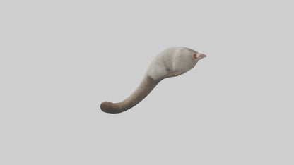 3D model Possum Tail Model VR / AR / low-poly