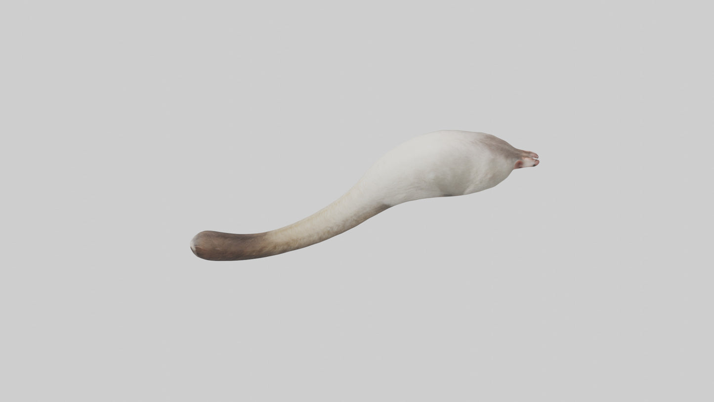 3D model Possum Tail Model VR / AR / low-poly