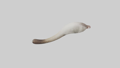 3D model Possum Tail Model VR / AR / low-poly