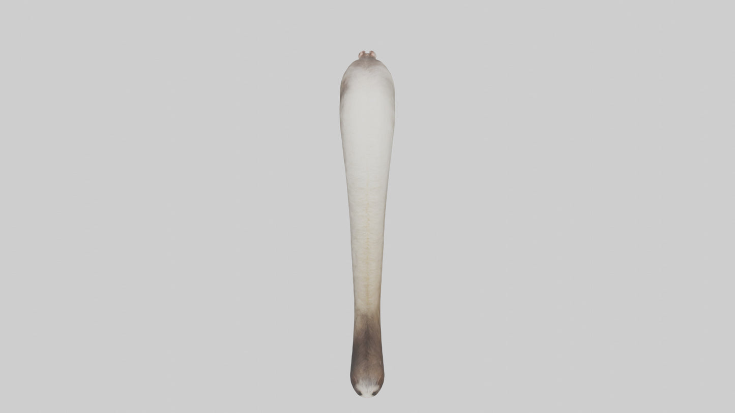3D model Possum Tail Model VR / AR / low-poly