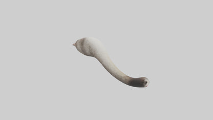 3D model Possum Tail Model VR / AR / low-poly