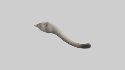 3D model Possum Tail Model VR / AR / low-poly